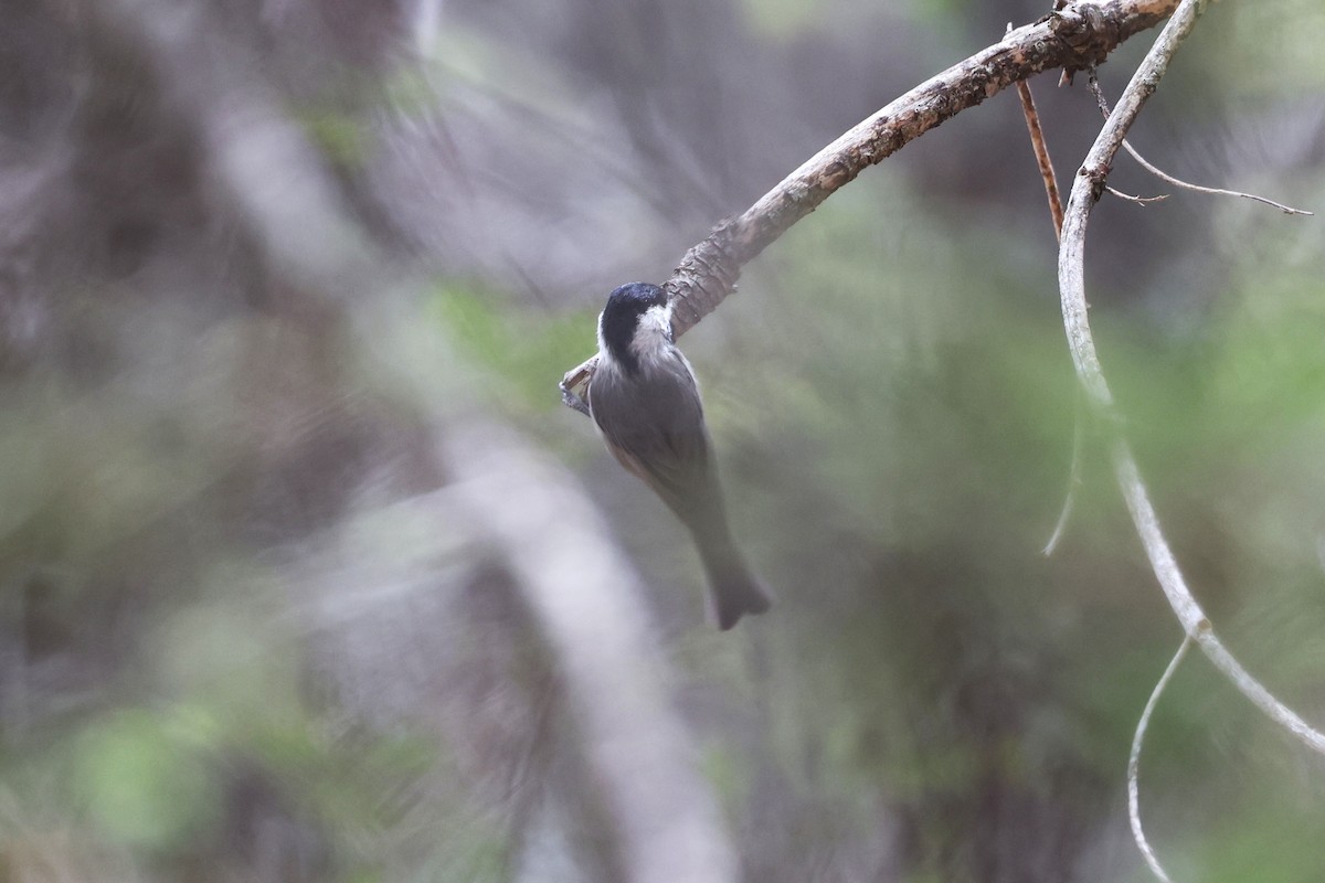Mexican Chickadee - ML638360831