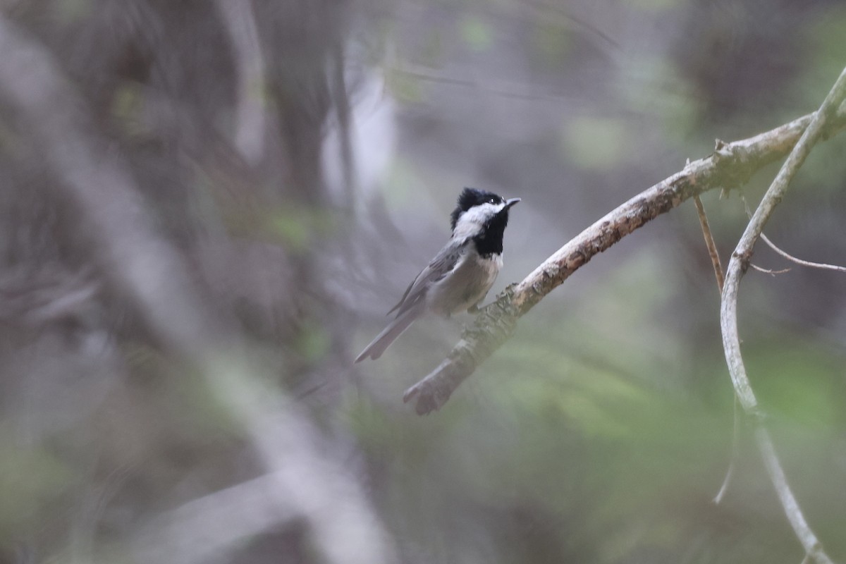 Mexican Chickadee - ML638360832