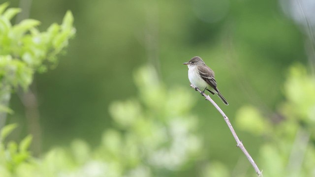 Willow Flycatcher - ML638360855