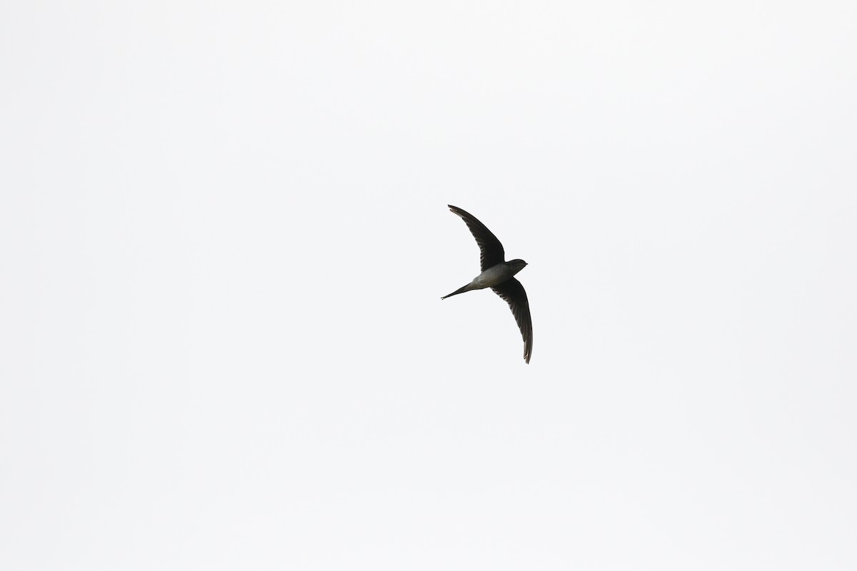 Gray-rumped Treeswift - ML638360860