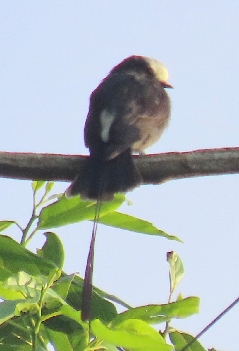 Long-tailed Tyrant - ML638360861