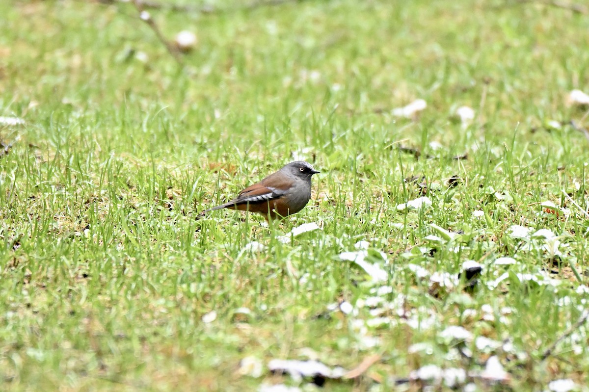 Maroon-backed Accentor - ML638360868