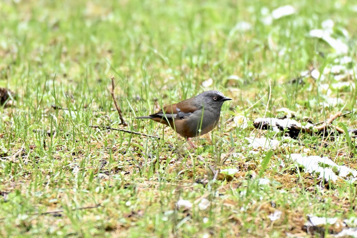 Maroon-backed Accentor - ML638360869