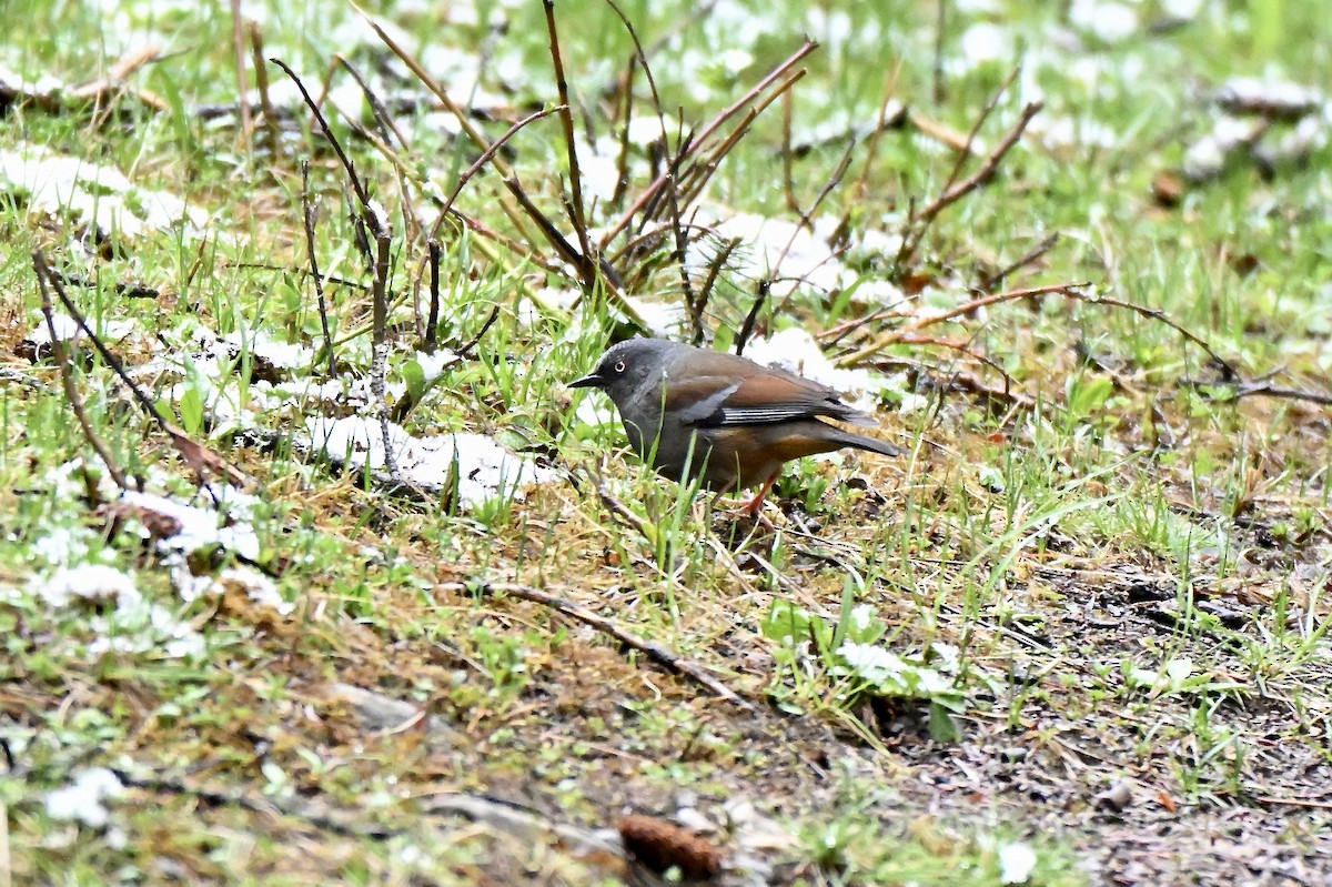 Maroon-backed Accentor - ML638360873