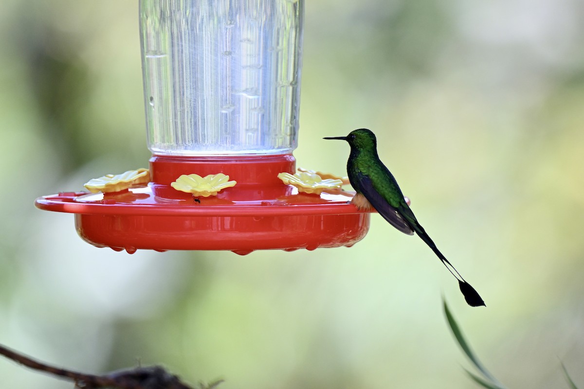 Peruvian Racket-tail - ML638360881