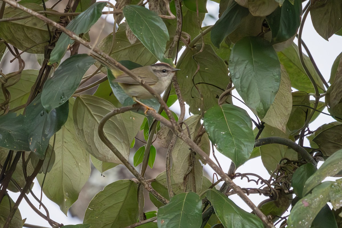 gyllenkroneparula - ML638360915