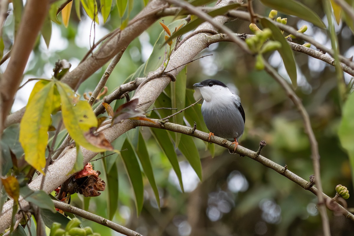 hvitskjeggmanakin - ML638360917