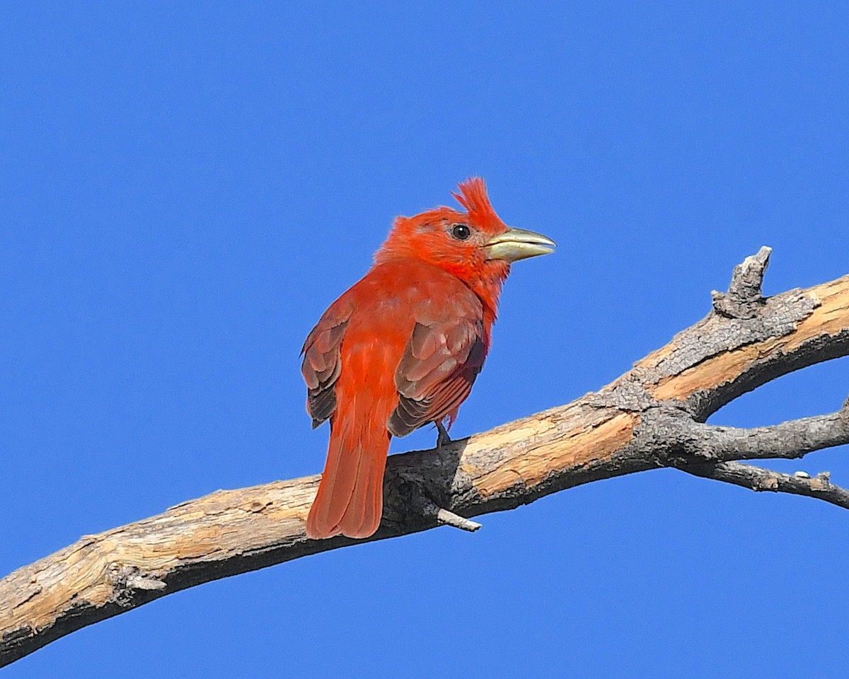 sommerpiranga - ML638360918