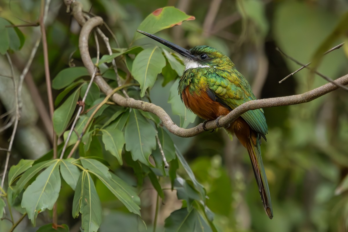 Rufous-tailed Jacamar - ML638360920