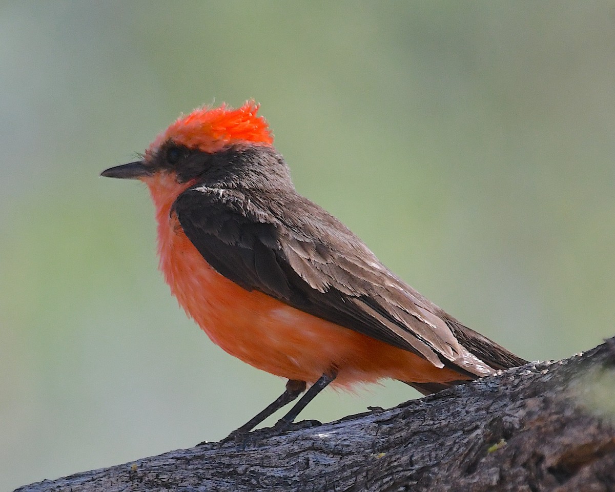 Mosquero Cardenal - ML638360964