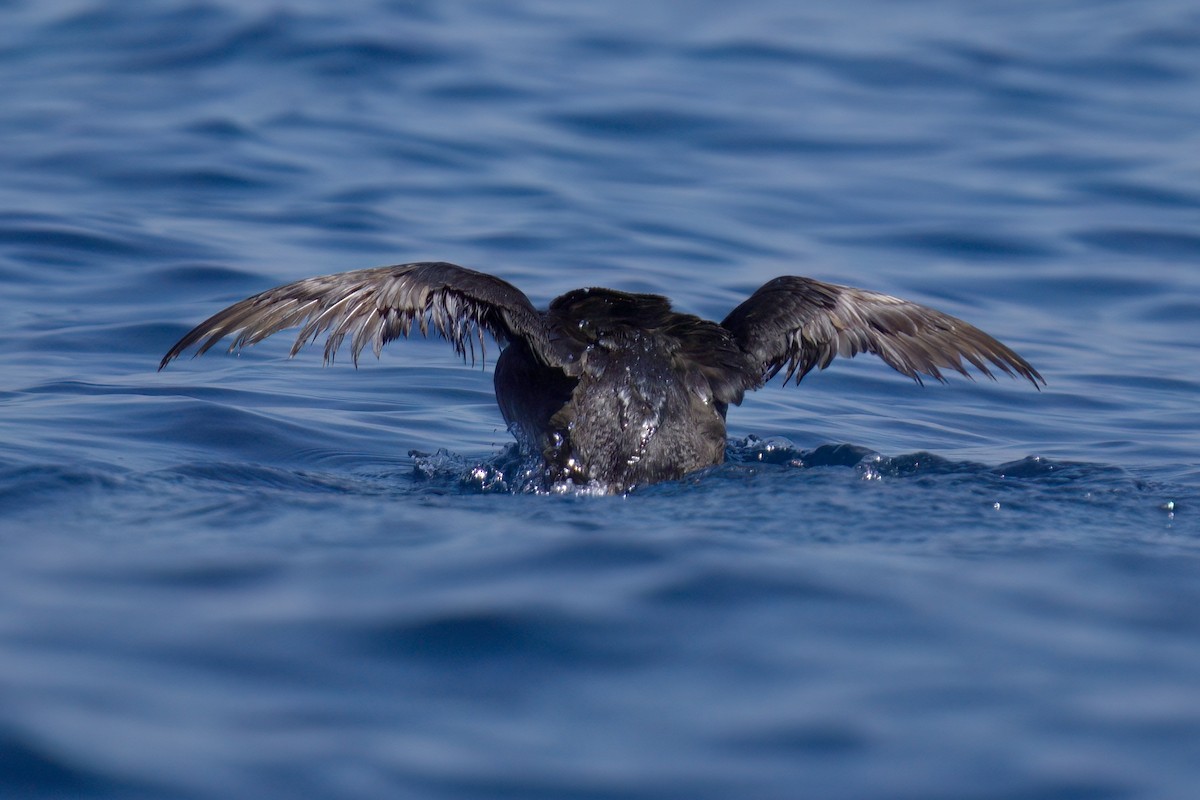 Rhinoceros Auklet - ML638361002