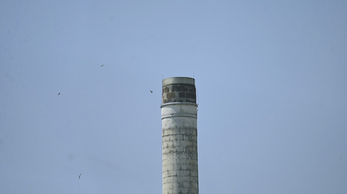 Western House-Martin - ML638361016