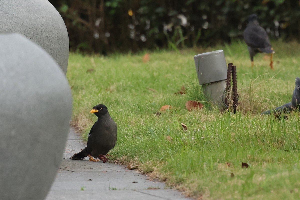Javan Myna - ML638361017