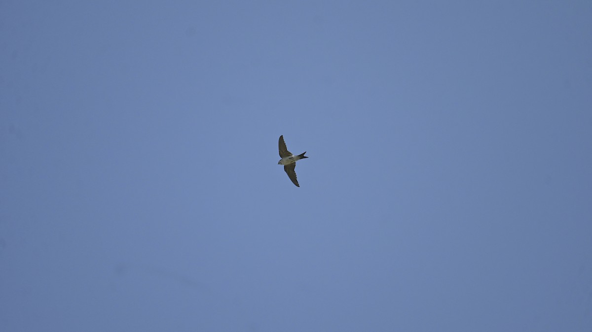 Western House-Martin - ML638361021