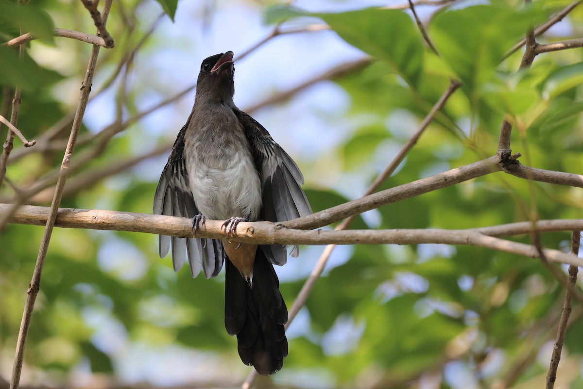 Gray Treepie - ML638361024