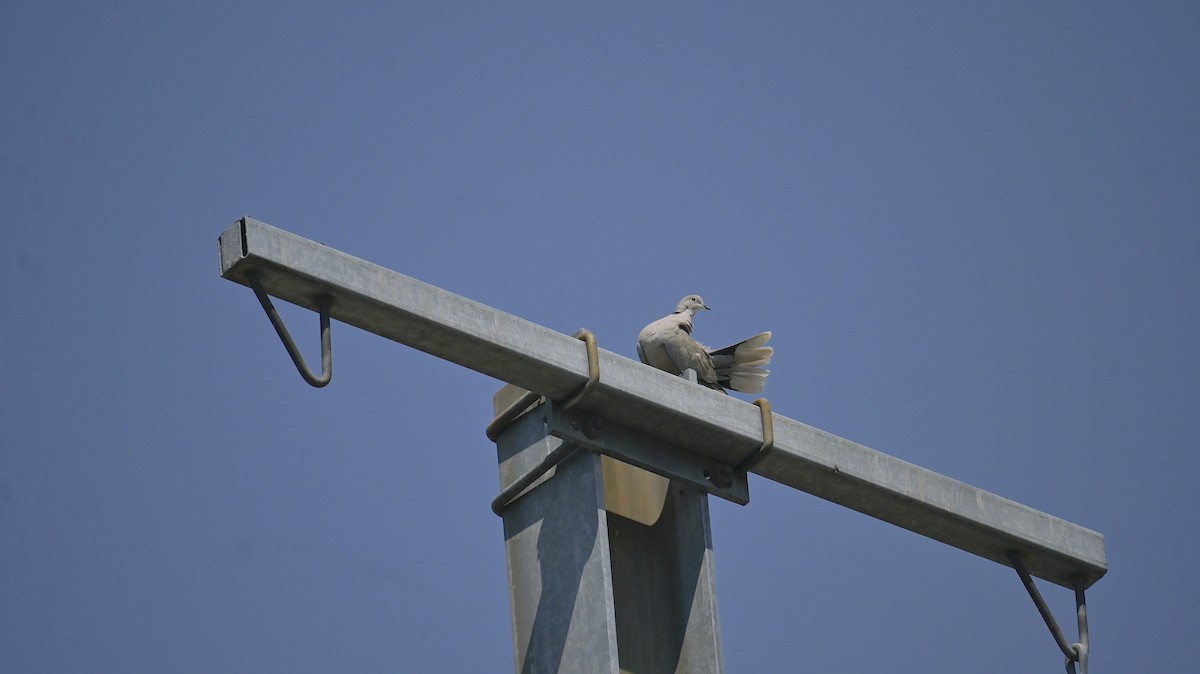 Eurasian Collared-Dove - ML638361026