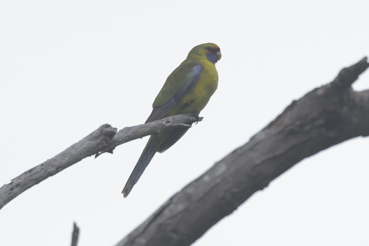アカビタイキクサインコ - ML638361042