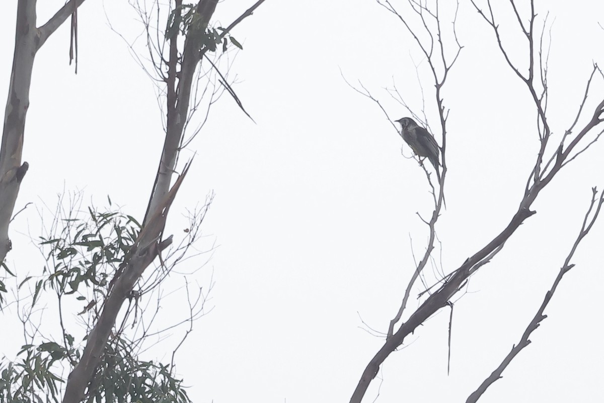 Yellow Wattlebird - ML638361045
