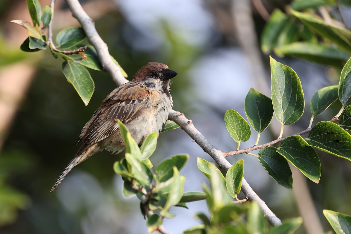 Eurasian Tree Sparrow - ML638361055