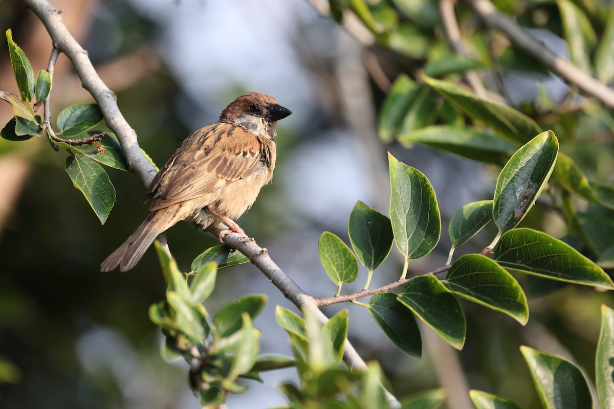Eurasian Tree Sparrow - ML638361056
