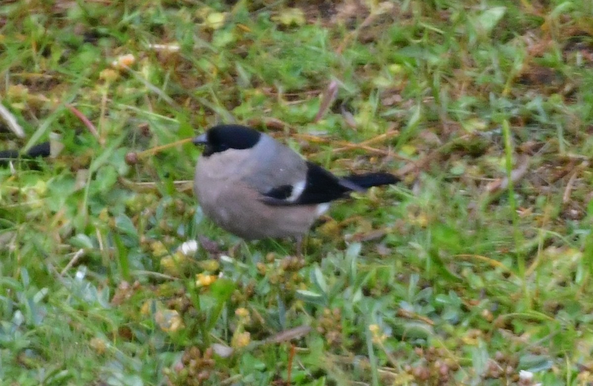 Eurasian Bullfinch - ML638361077