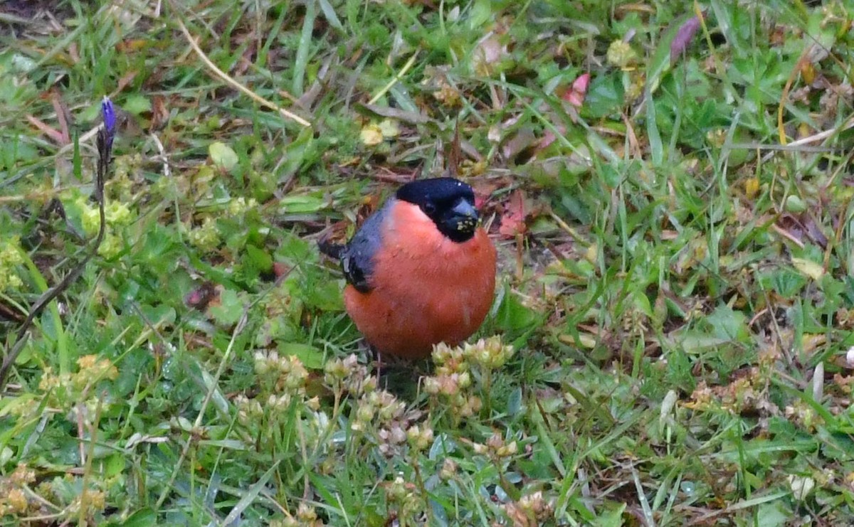 Eurasian Bullfinch - ML638361079
