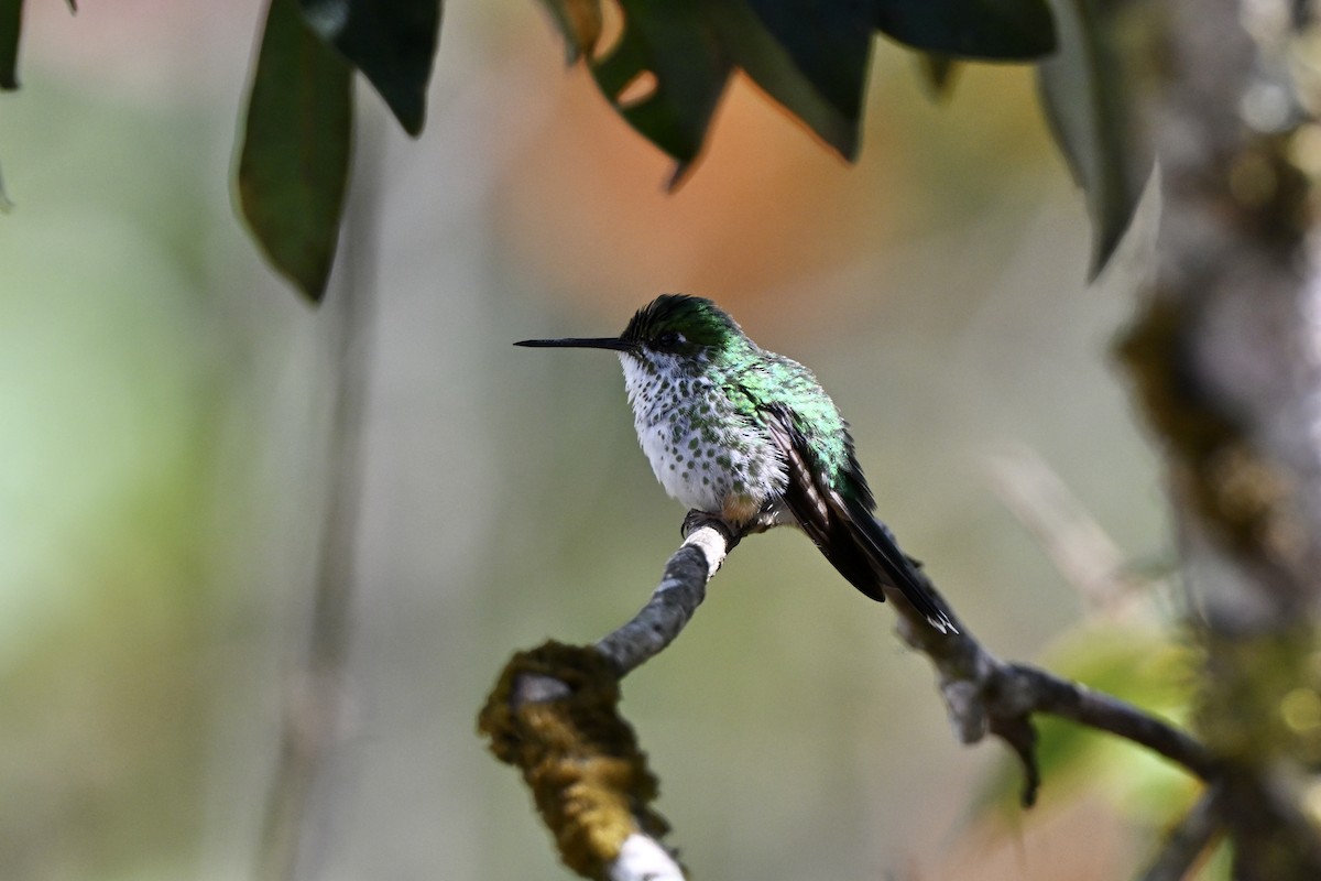 Peruvian Racket-tail - ML638361081