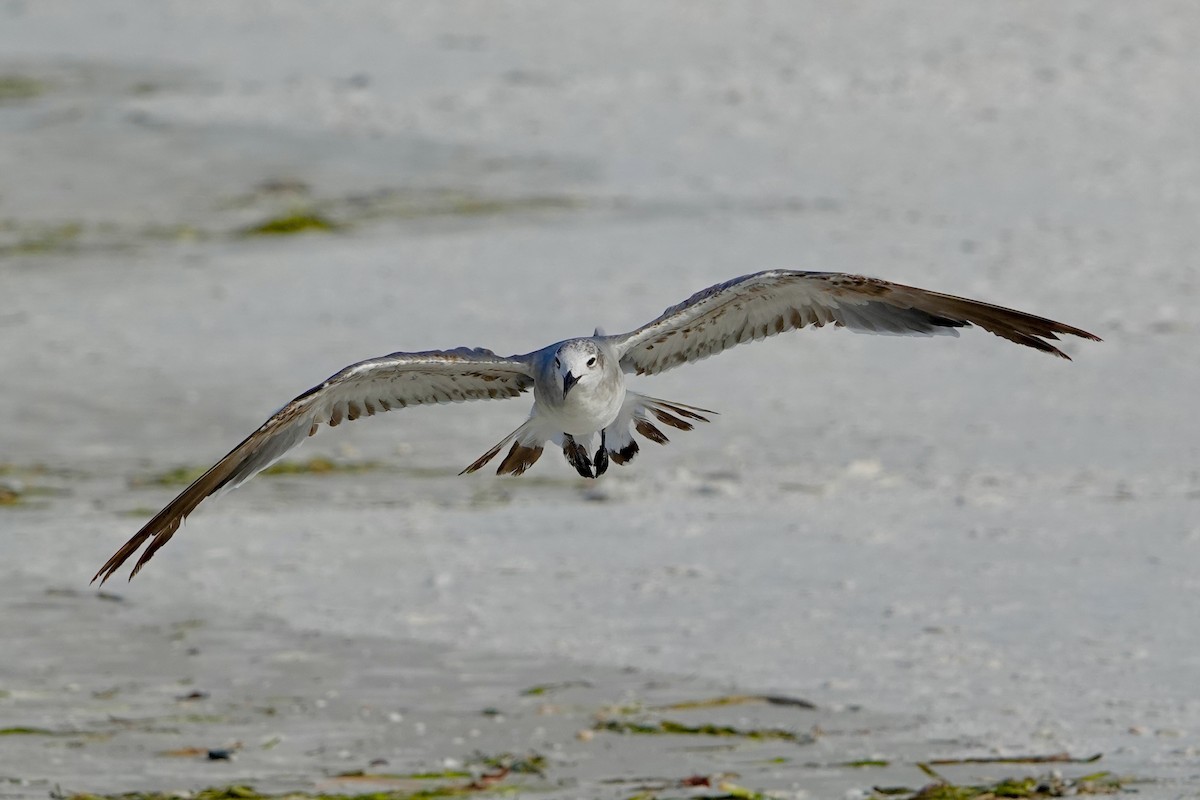 Mouette atricille - ML638361089