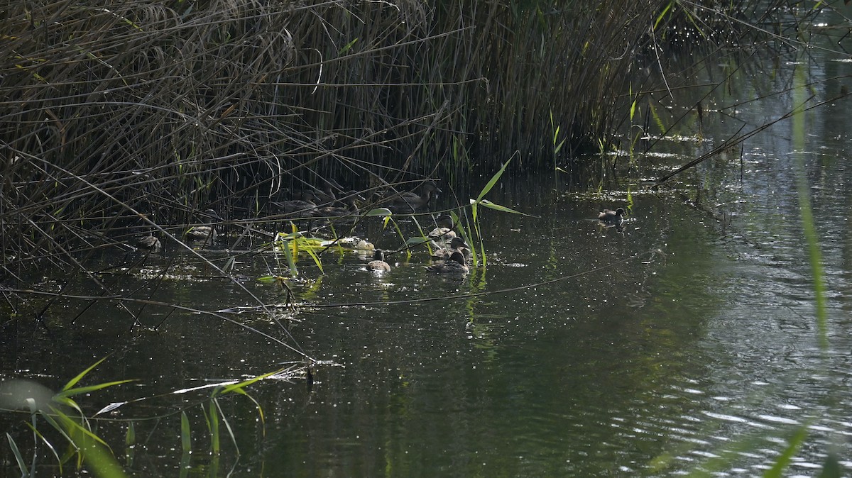 Little Grebe - ML638361091