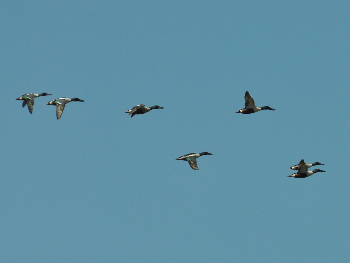 Northern Shoveler - ML638361098