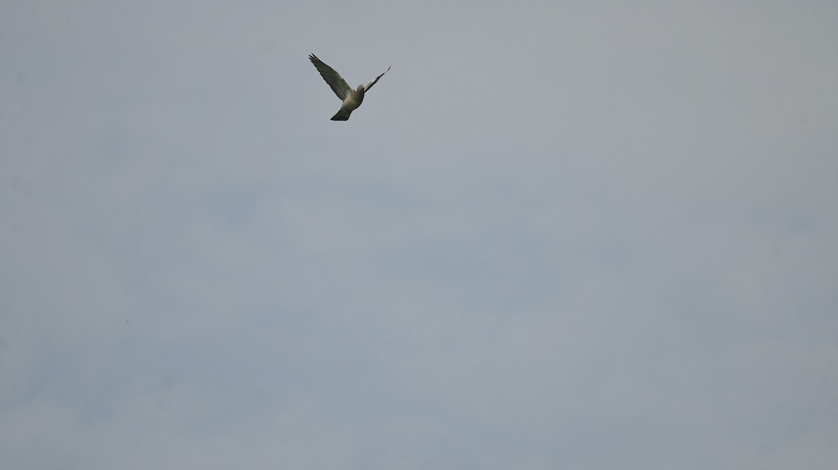 Common Wood-Pigeon - ML638361103