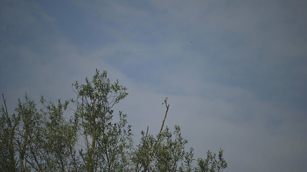 Red-backed Shrike - ML638361129