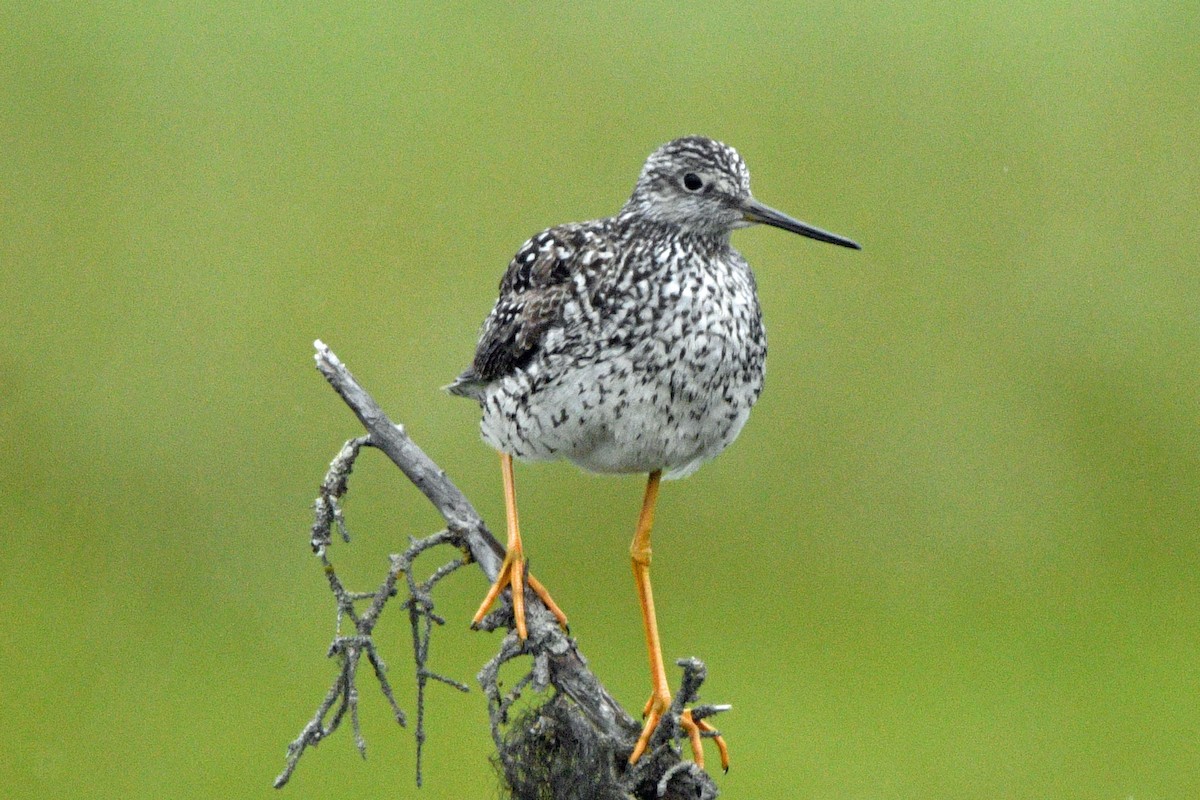 gulbeinsnipe - ML638361139