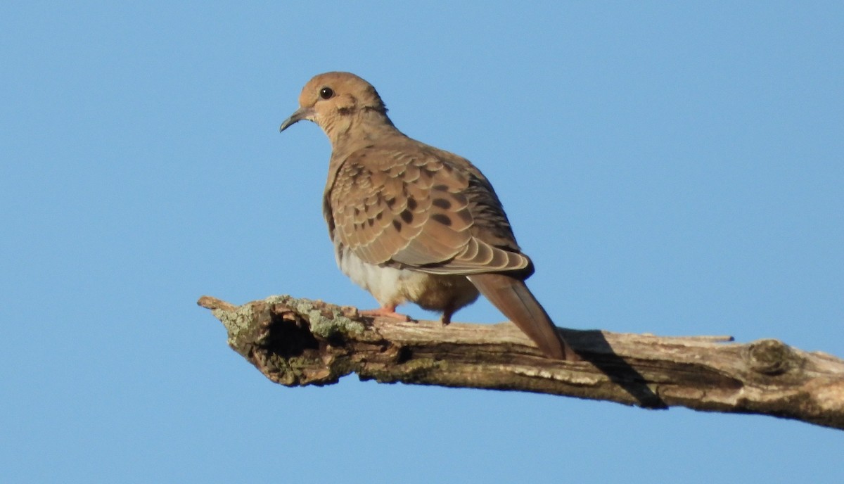 sørgedue - ML638361180