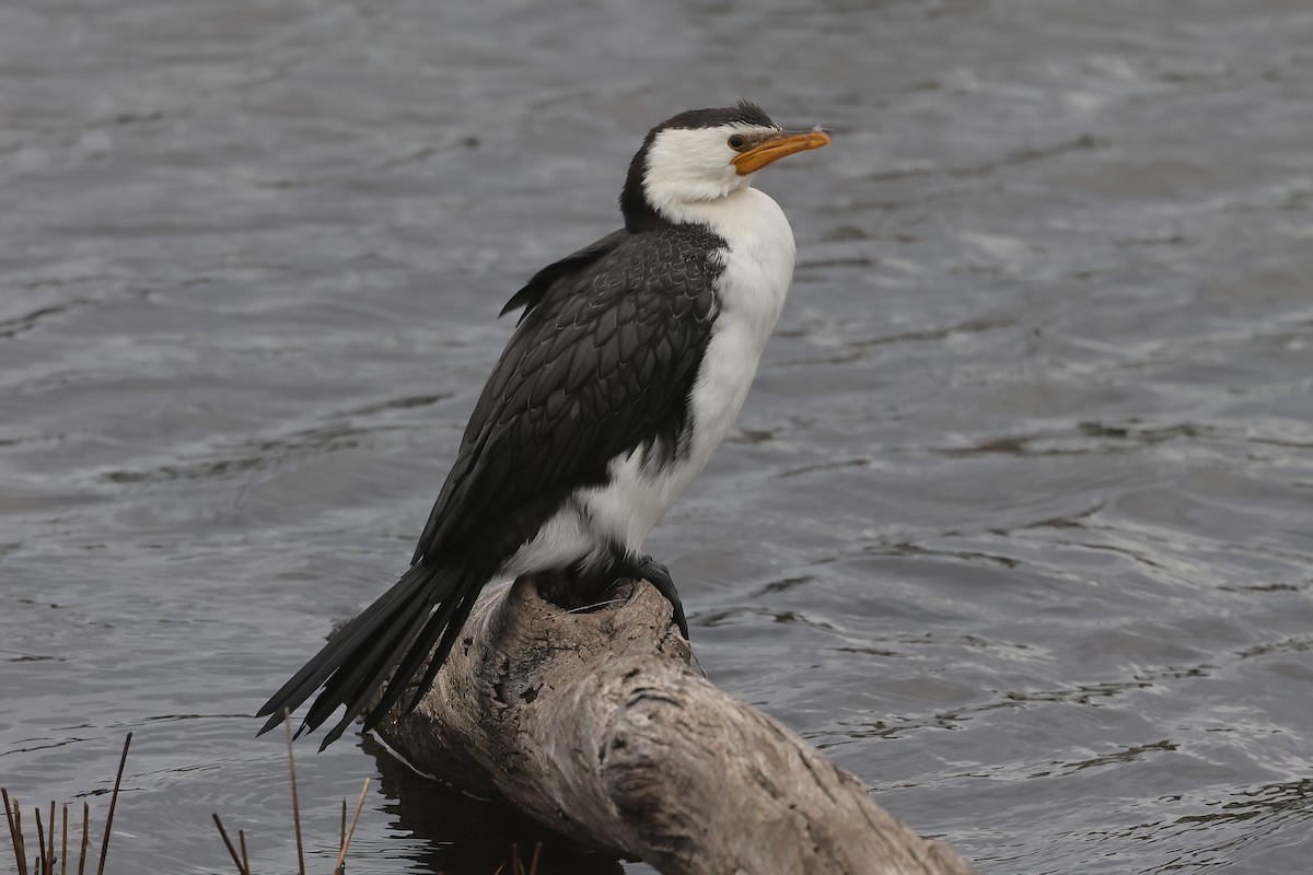 Little Pied Cormorant - ML638361193