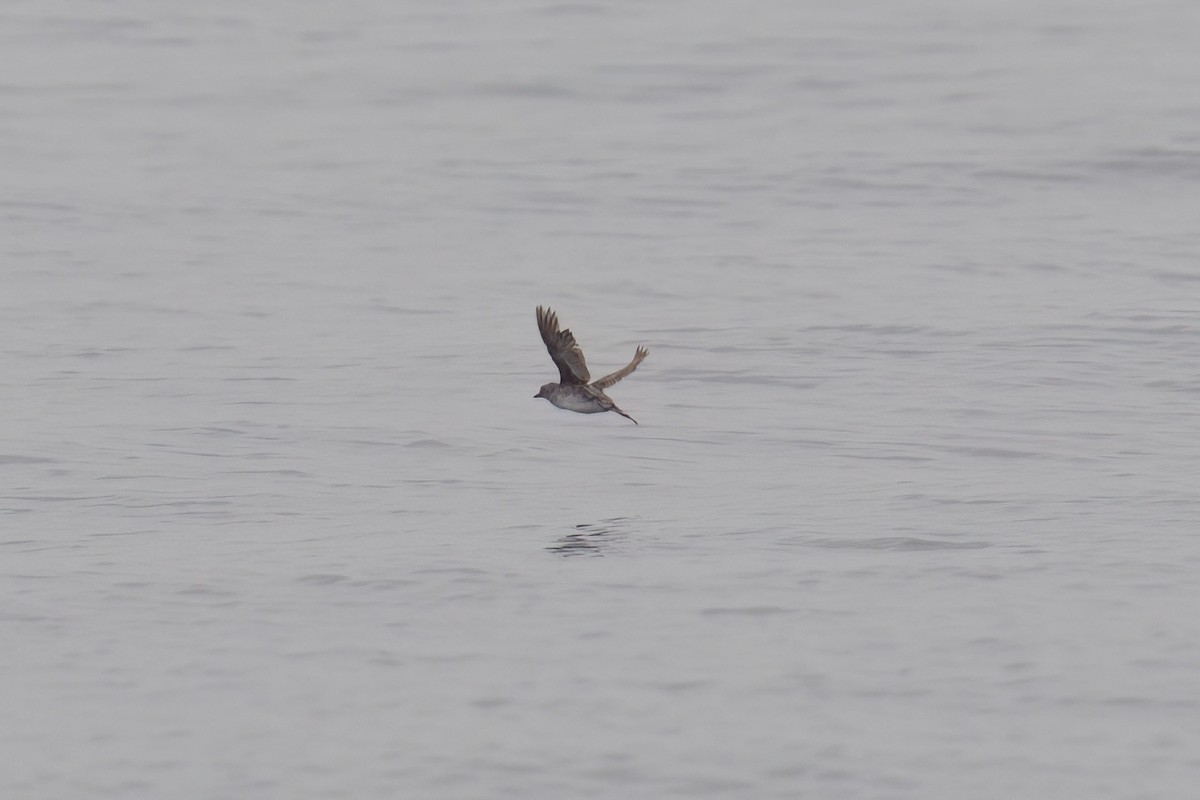 Cassin's Auklet - ML638361195