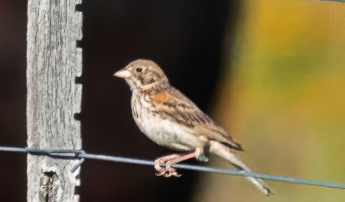 Vesper Sparrow - ML638361200