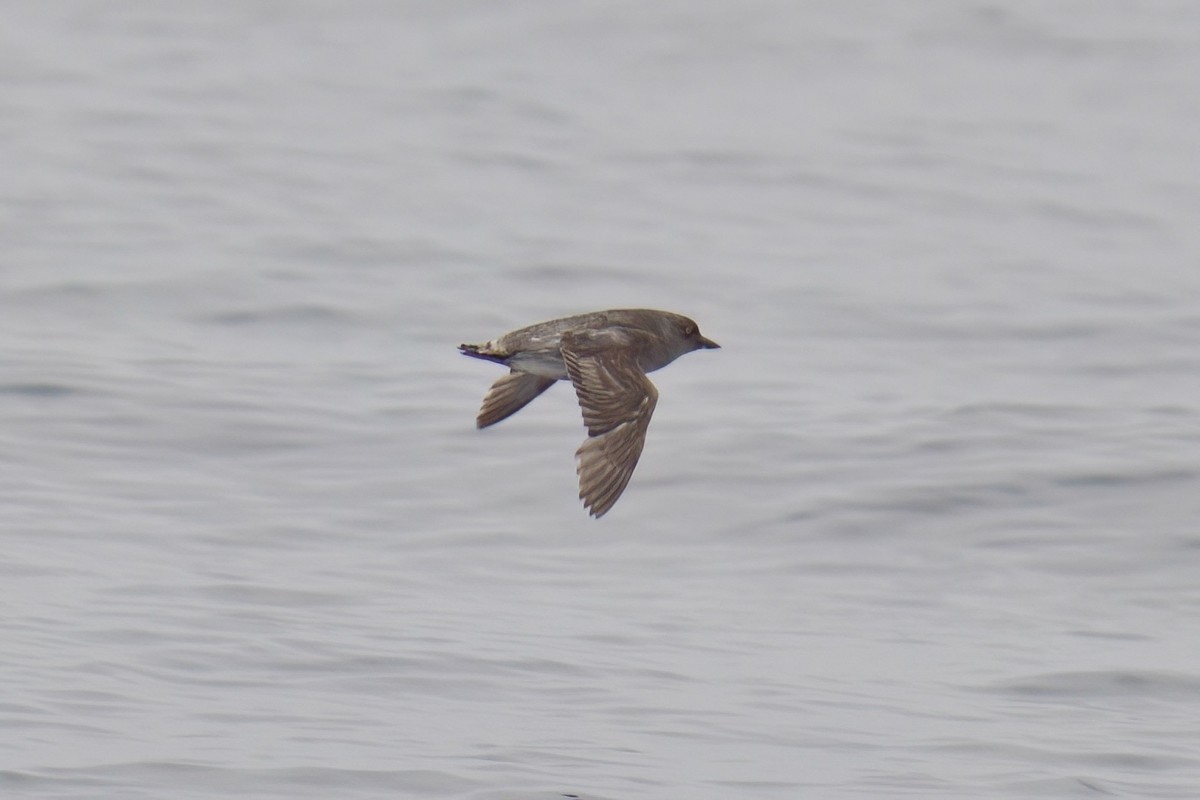 Cassin's Auklet - ML638361205