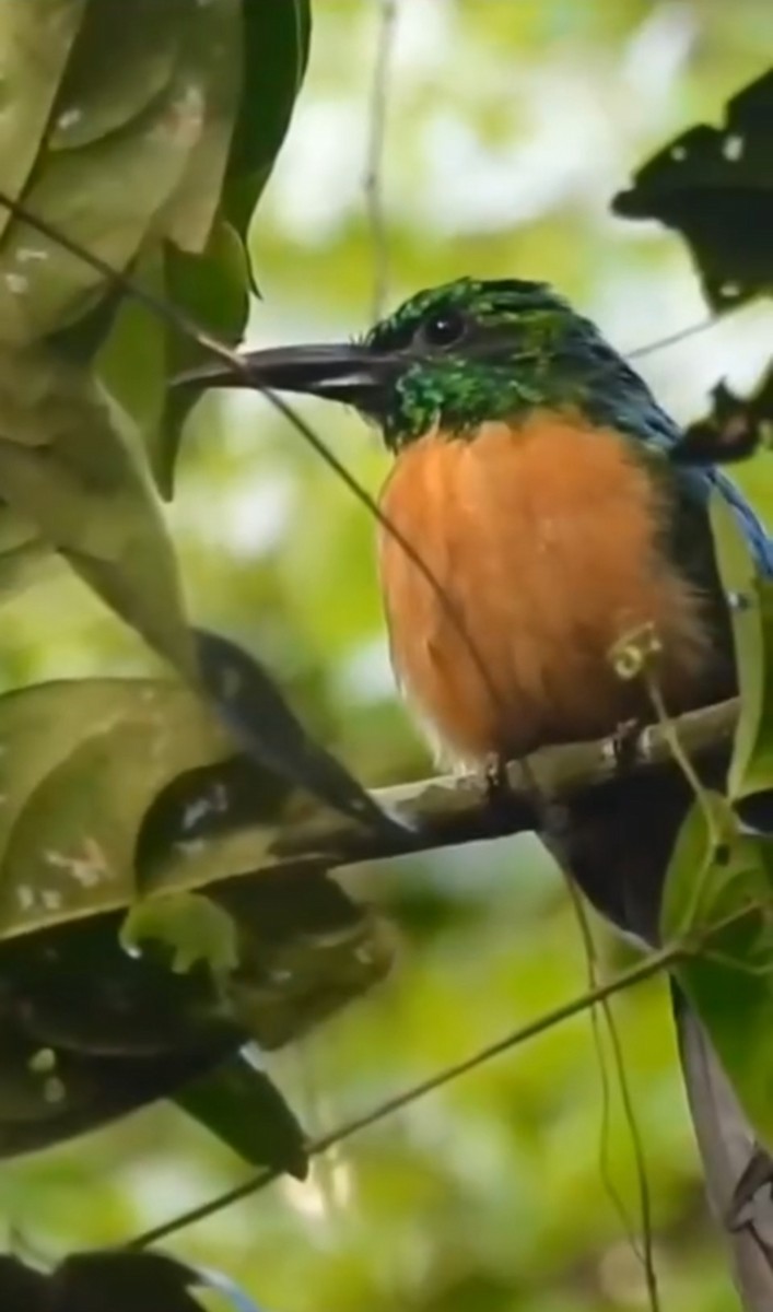 Great Jacamar - ML638361206