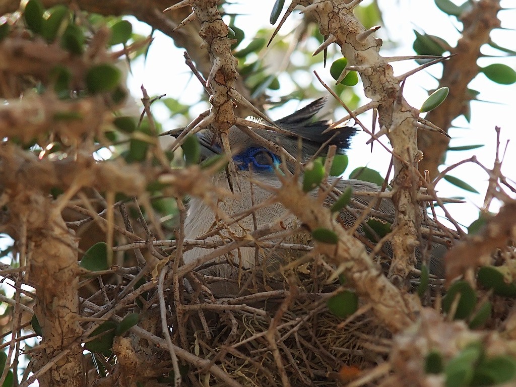 Verreaux's Coua - ML638361238