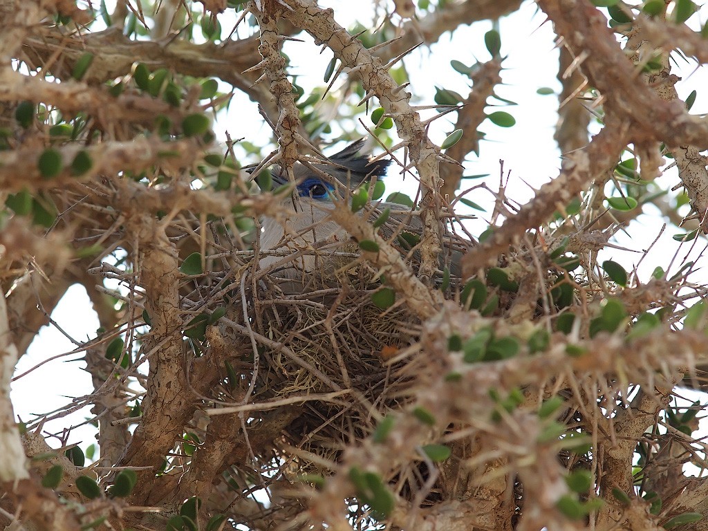 Verreaux's Coua - ML638361239