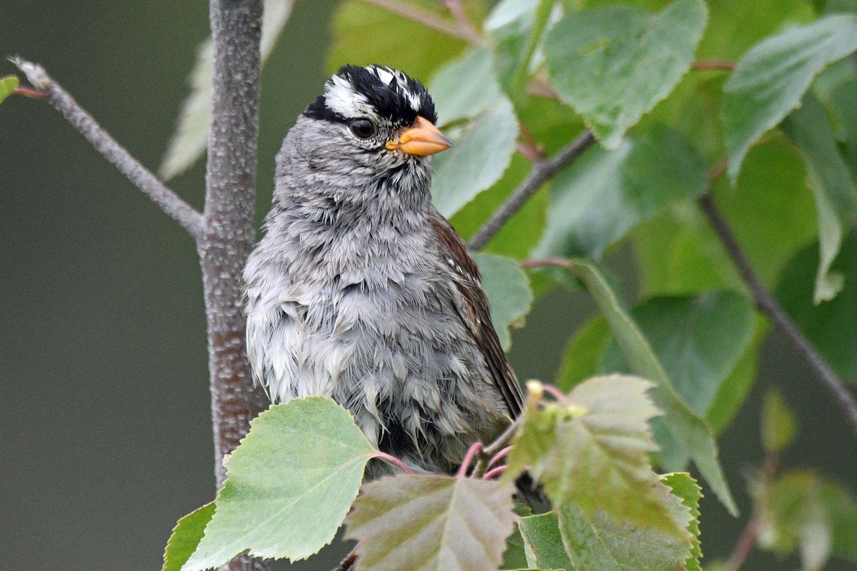 White-crowned Sparrow (Gambel's) - ML638361274