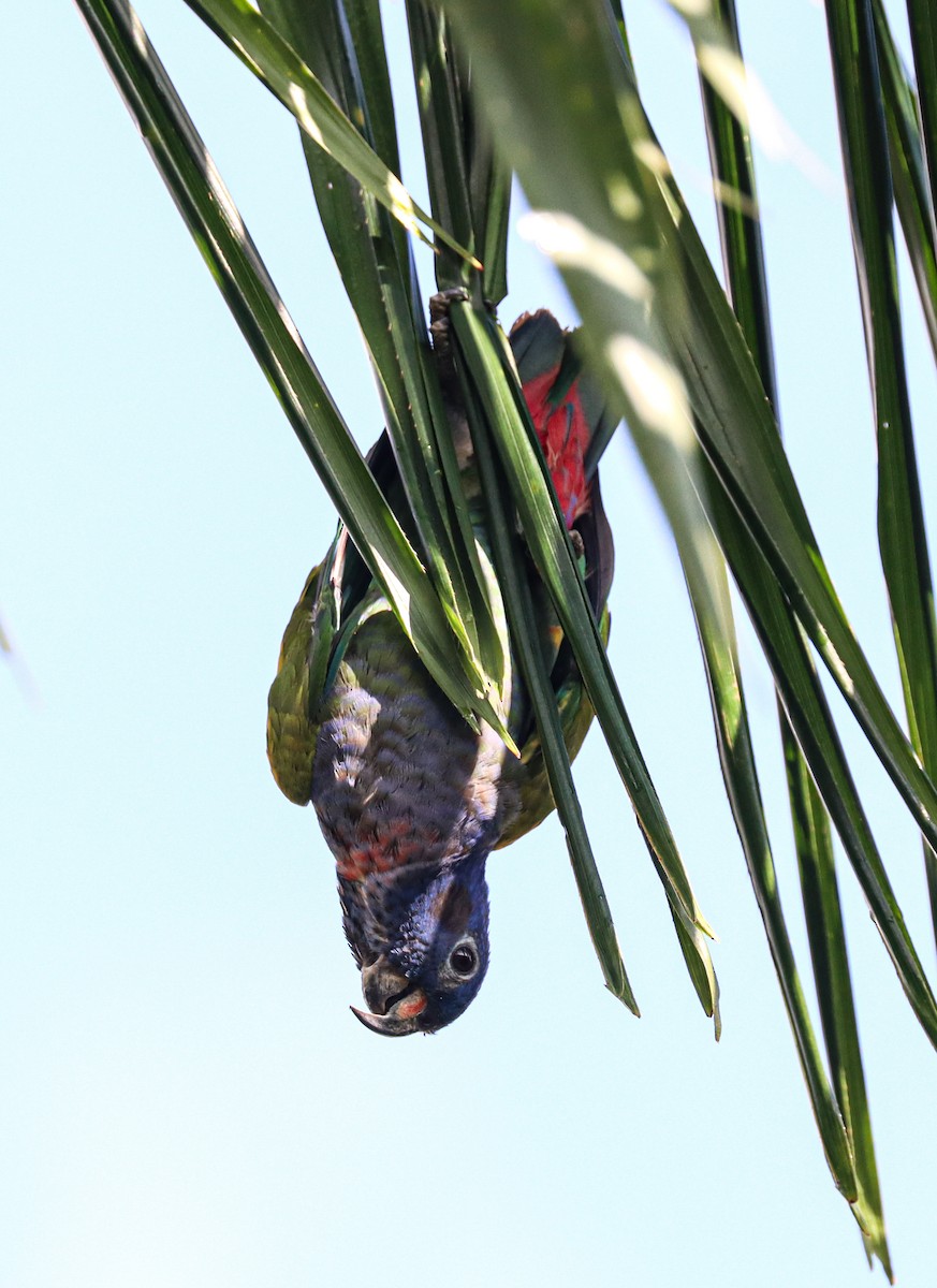 Blue-headed Parrot - ML638361296
