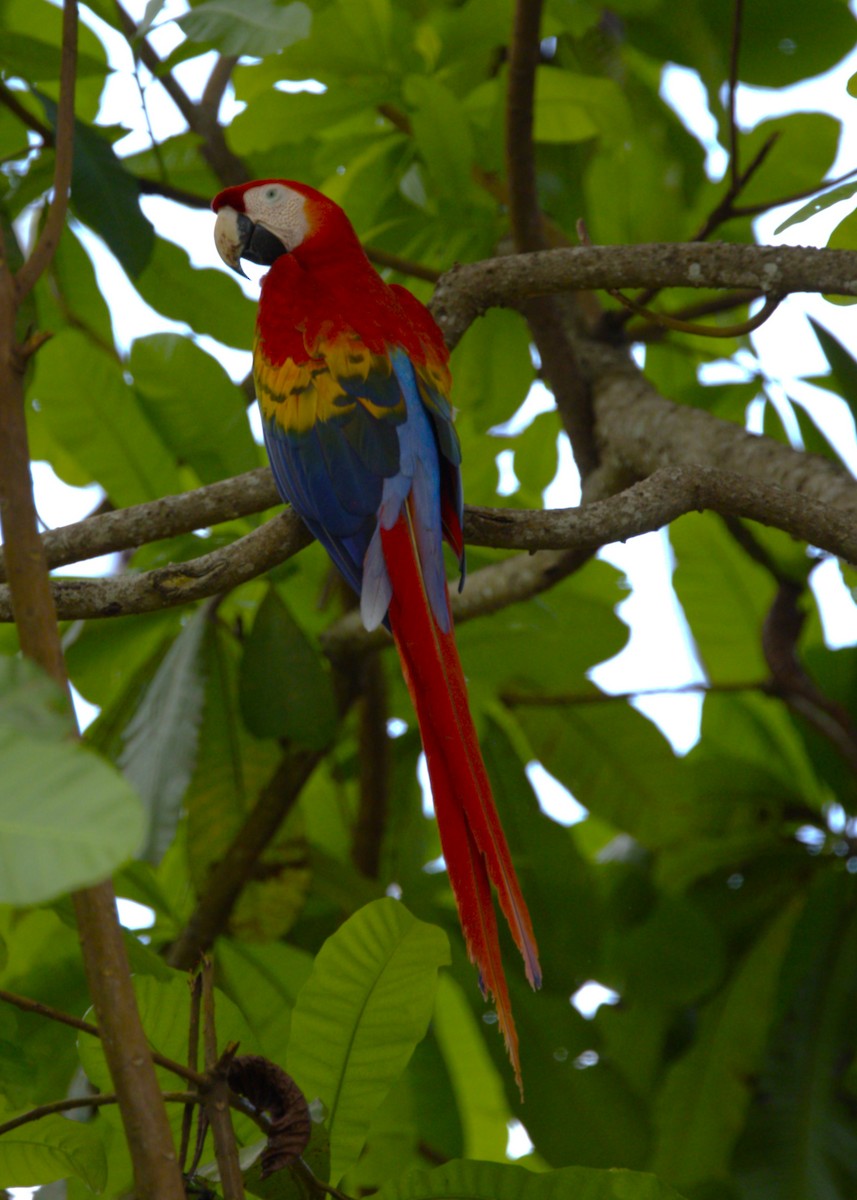 Scarlet Macaw - ML638361303