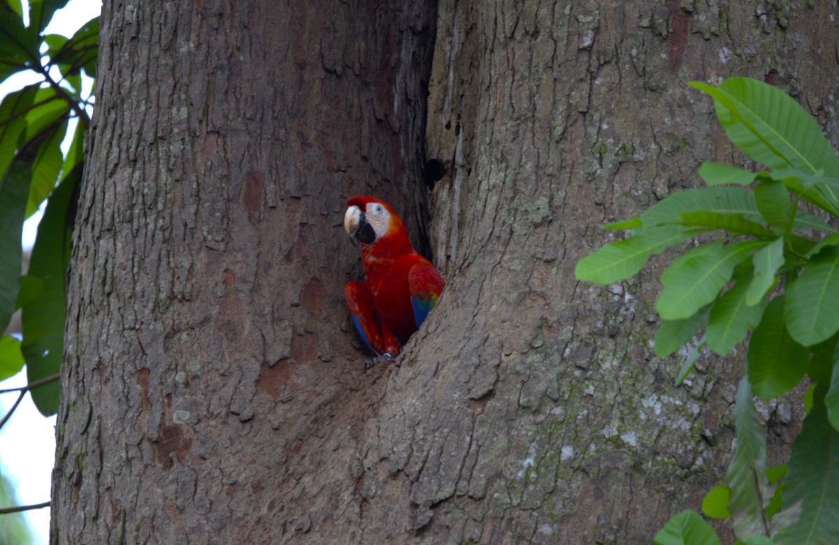 Scarlet Macaw - ML638361304