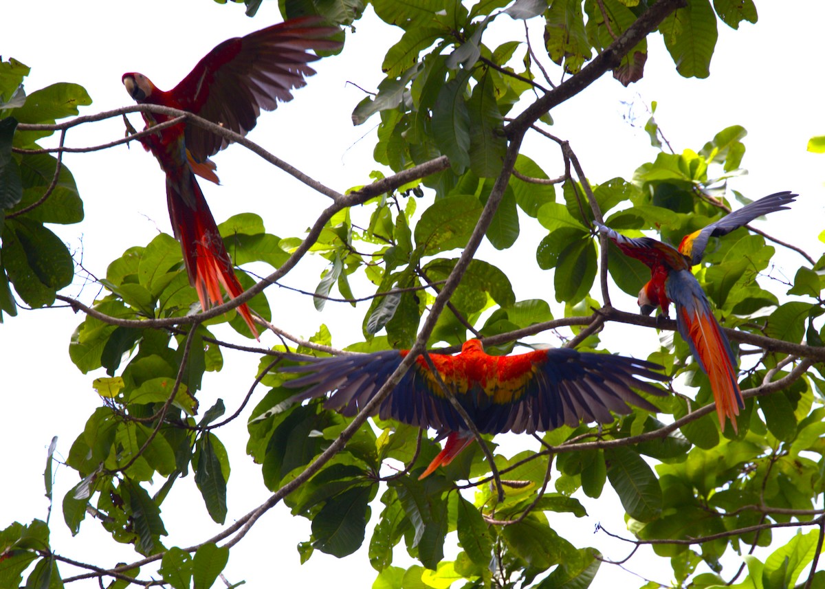 Scarlet Macaw - ML638361305