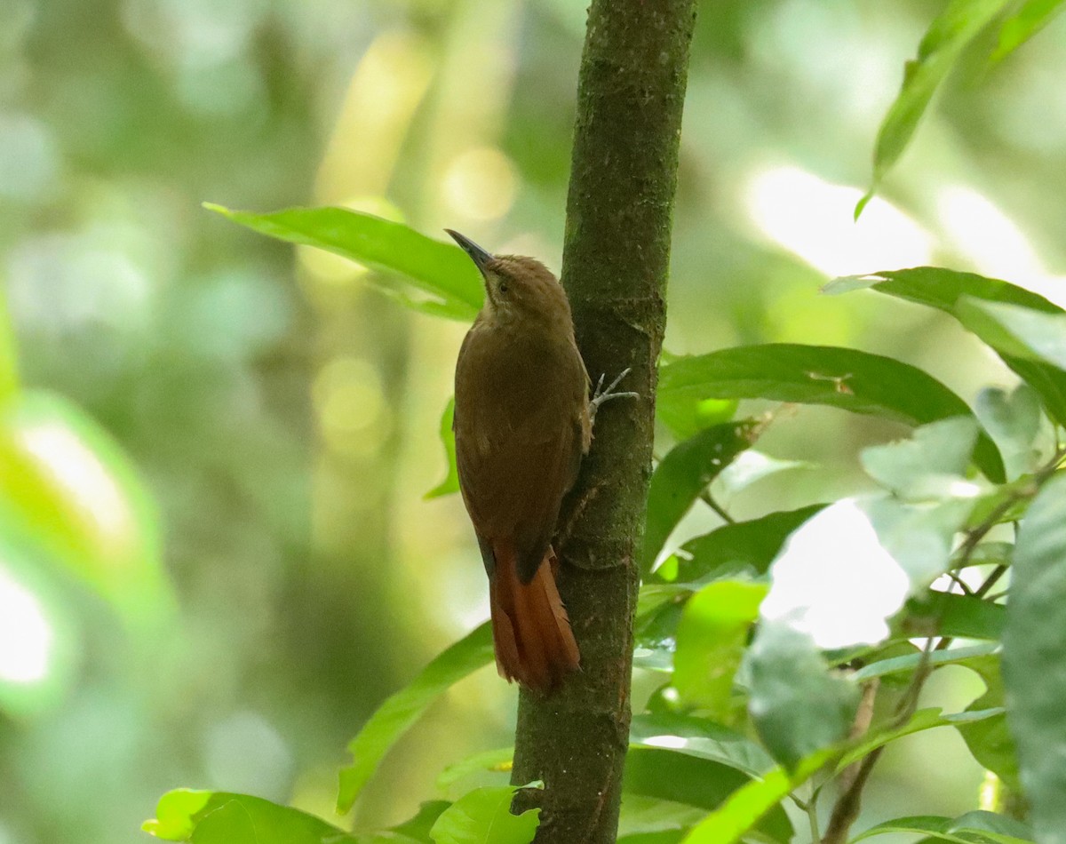 Plain-brown Woodcreeper - ML638361308