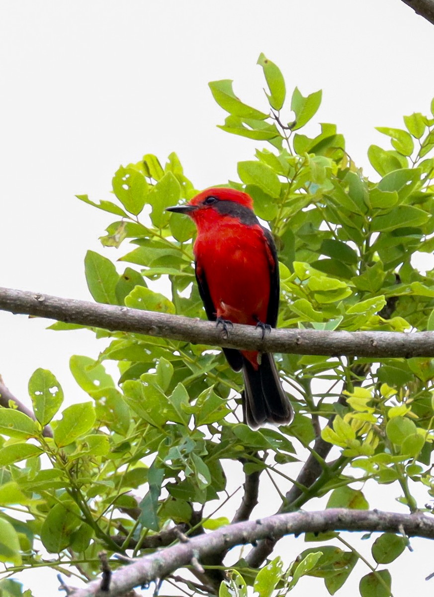 Mosquero Cardenal - ML638361315
