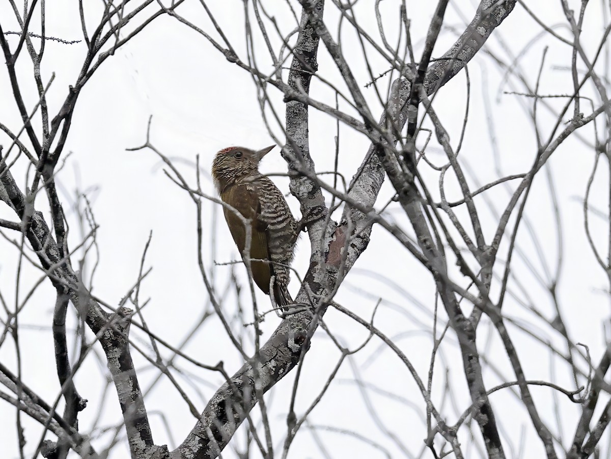 Olivaceous Piculet - ML638361337