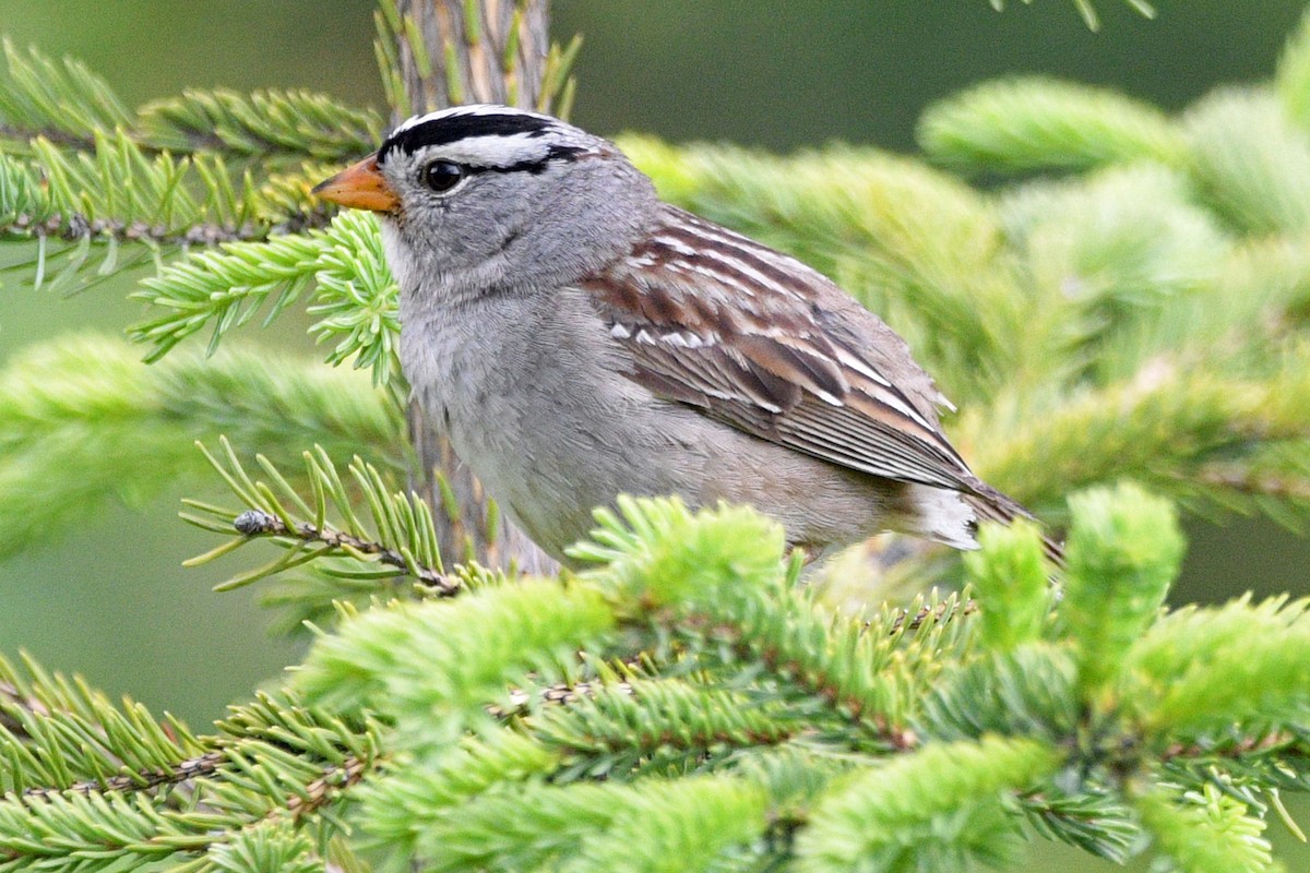 White-crowned Sparrow (Gambel's) - ML638361349